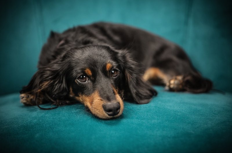 Hund